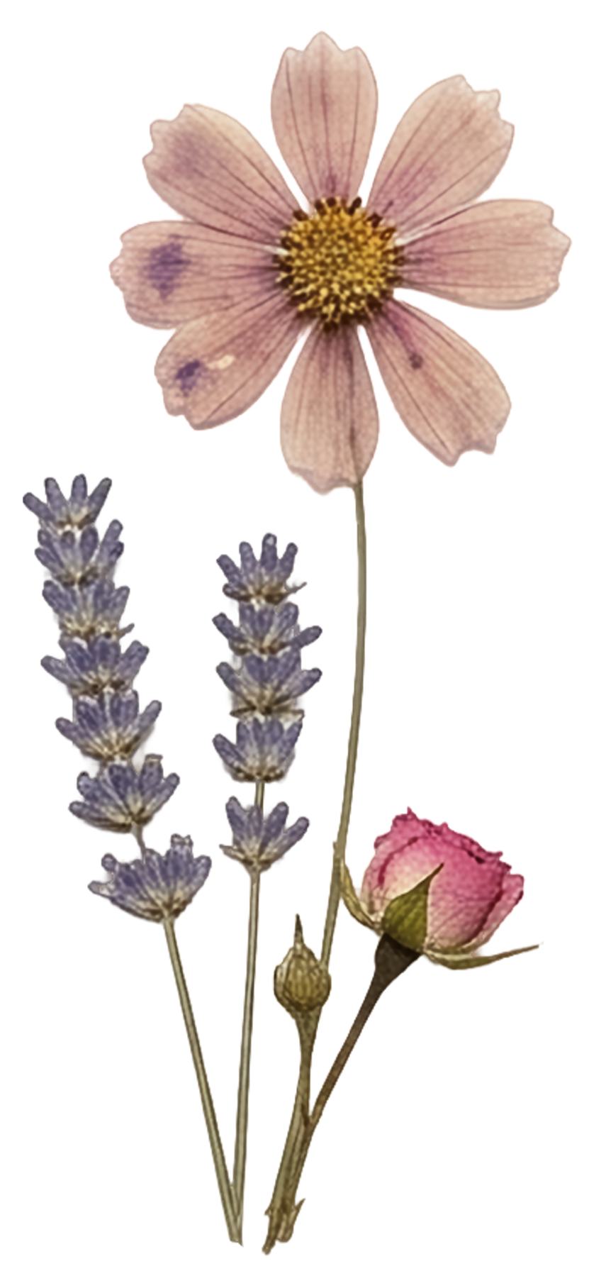 Lavendel , Rose , Blume