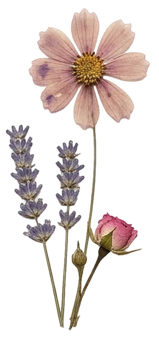 Lavendel , Rose , Blume